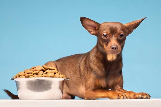 De potensielle farene ved å la små hunder spise kokte bein
