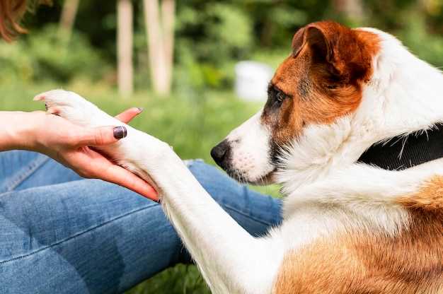 Naturlige alternativer til over-the-counter smertestillende medisin for hunder