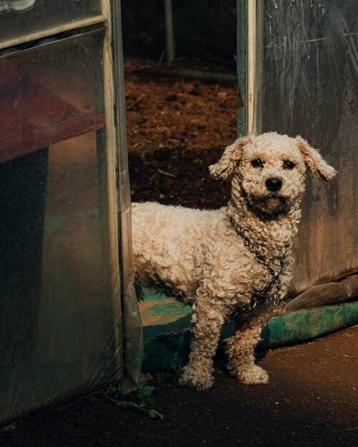 Do portuguese water dogs shed