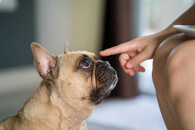 Frequent question why is my dog trying to bite her nail off