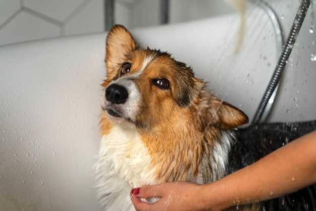 How do i get my dog to like baths