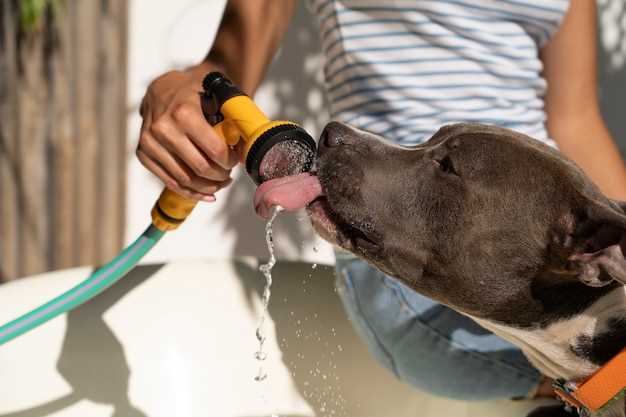 Is anti itch spray safe for dogs