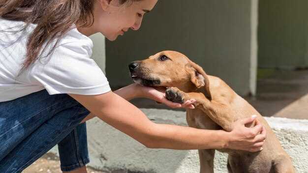 Quick answer how do you interact with a rescue dog