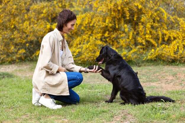 Hvorfor er selskap så viktig for en tysk gjeterhund?