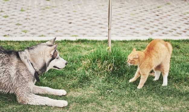 Levetiden til en tysk shepherd pitbull-mix