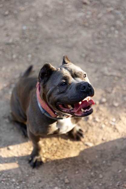 Trening og mosjon for en tysk shepherd pitbull-mix