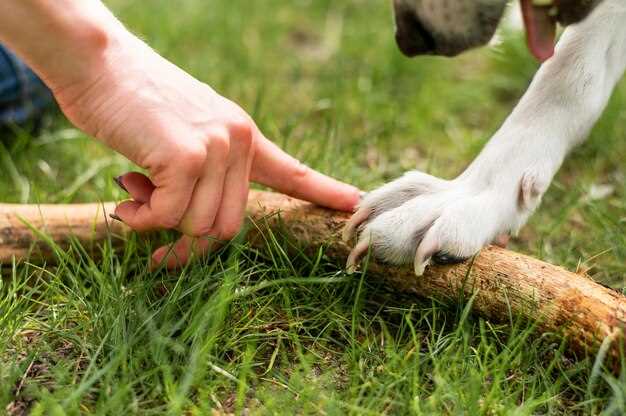 Why do dogs elbows get crusty