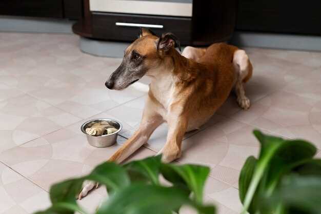 Fordeler med å gi hunden 3 måltider om dagen