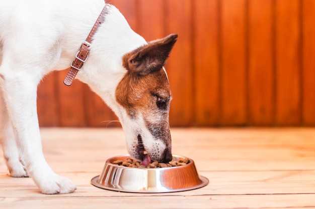 You asked when should i start feeding my dog 3 meals a day