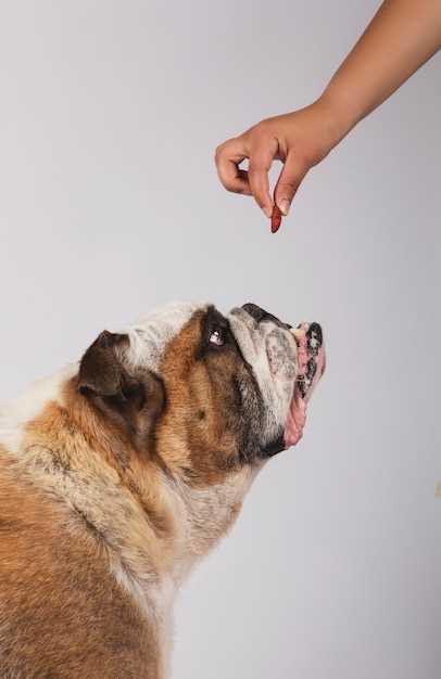 Hundefloer kan være skadelig for mennesker: