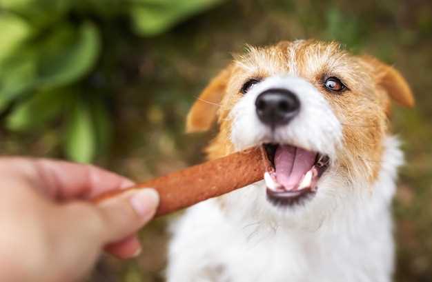 Fordeler med å mate hunden din med sjøkreps