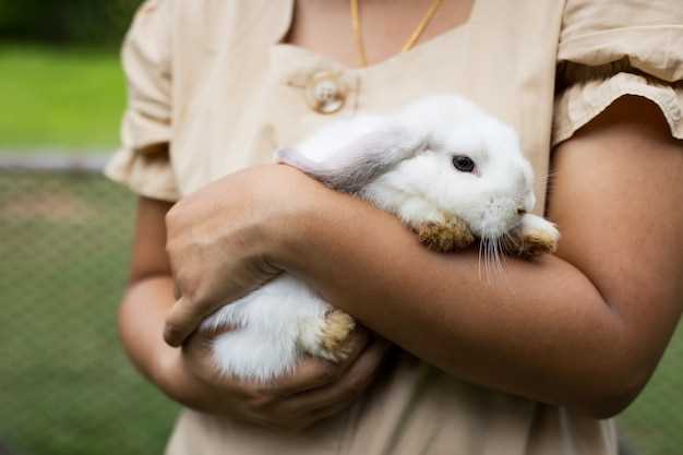 Gjør hjemmet ditt sikrere for kaninen