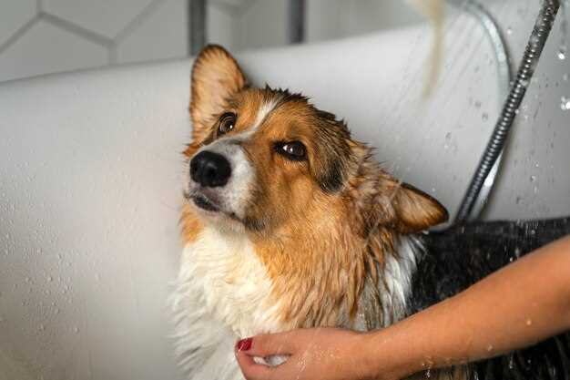 Can i bathe my dog during heat