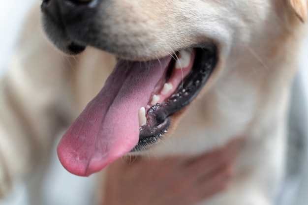 Symptomer på ringorm hos hunder