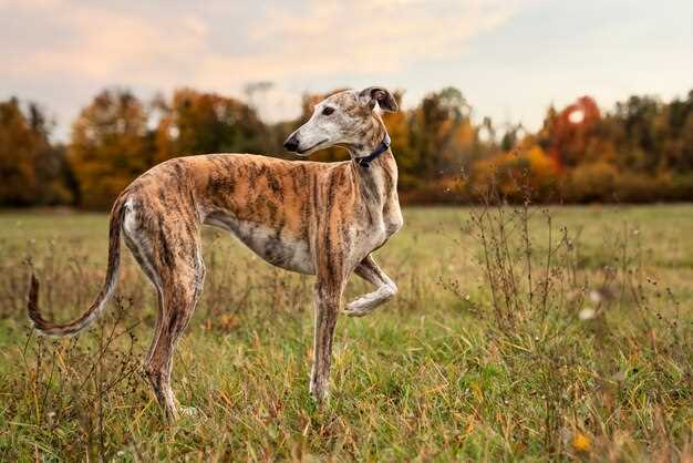 Can you train a greyhound