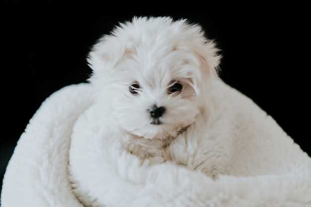 Malteser: en vakker hvit hunderase med lang pels