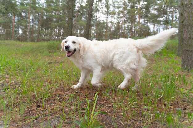 West Highland White Terrier: en liten rase med en karakteristisk hvit pels