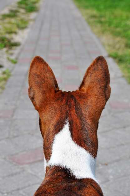 What dog breeds have naturally bobbed tails