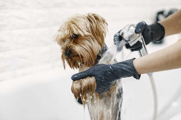 What human shampoo is safe for dogs