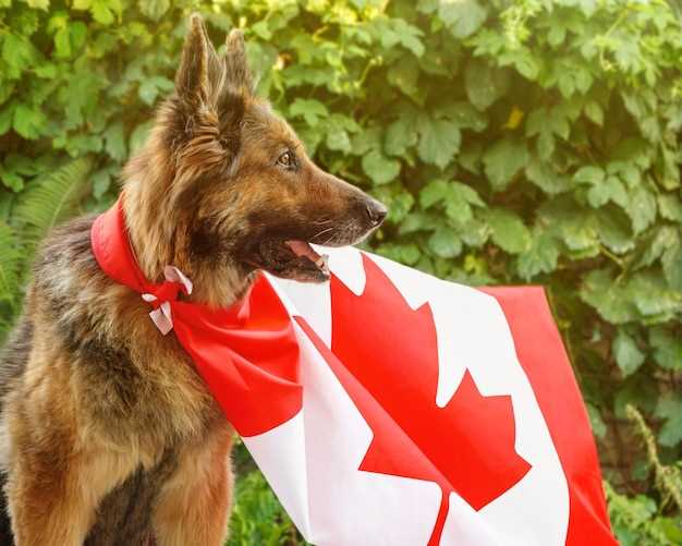 Hvordan få bevis for en servicehund i Canada?