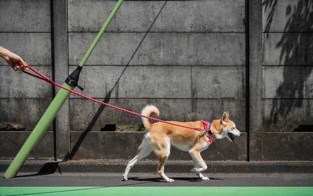 Best Answer Can Dogs Jump Over 5 Foot High Fence