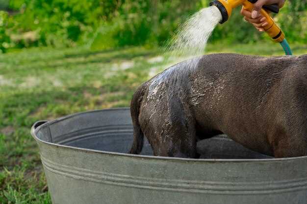 Can dog poop contaminate well water