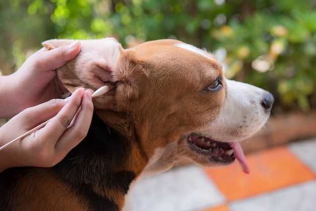 Hva bør man gjøre hvis hunden viser tegn på salmonella?