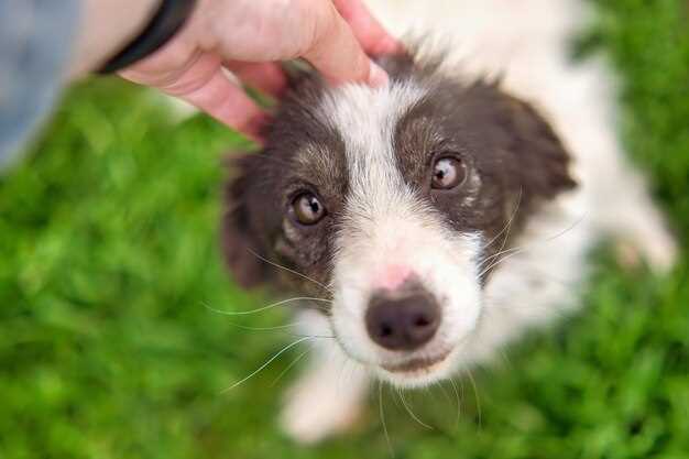 Can dogs get salmonella from pig ears