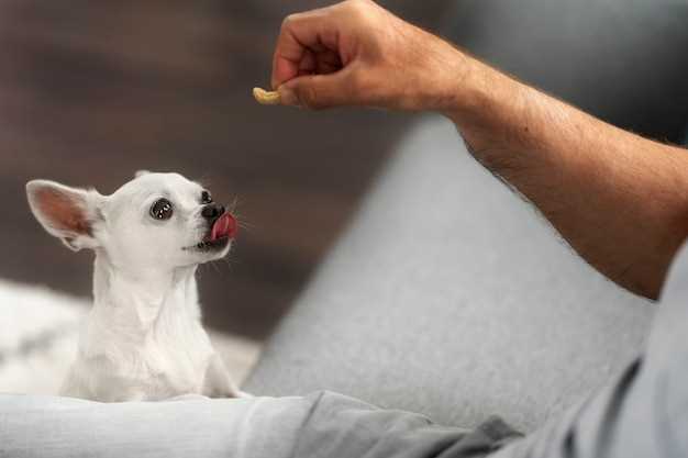 Hvordan bruke natron på hunden din for å lindre kløe