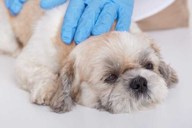 Symptomer på diaré hos hunder forårsaket av omeprazol