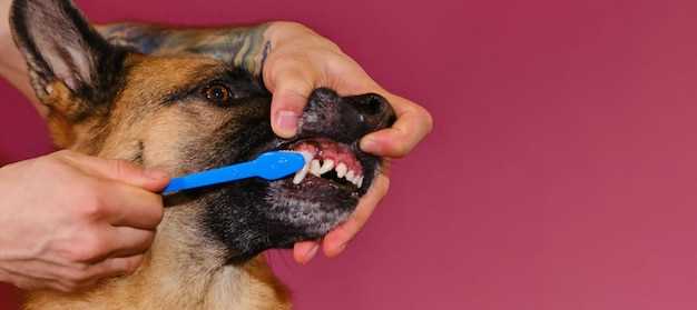 Can you reverse periodontal disease in dogs