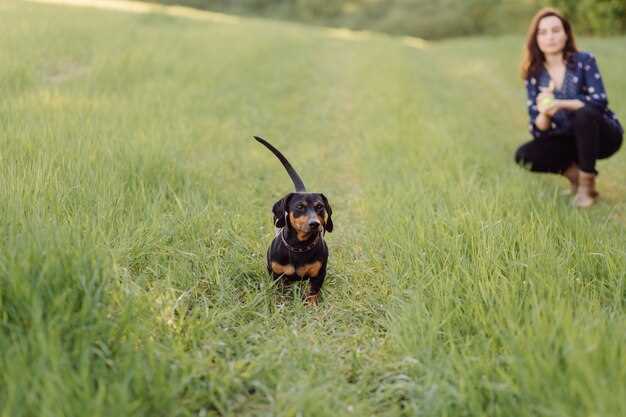 Hundeklokker skremmer fasaner