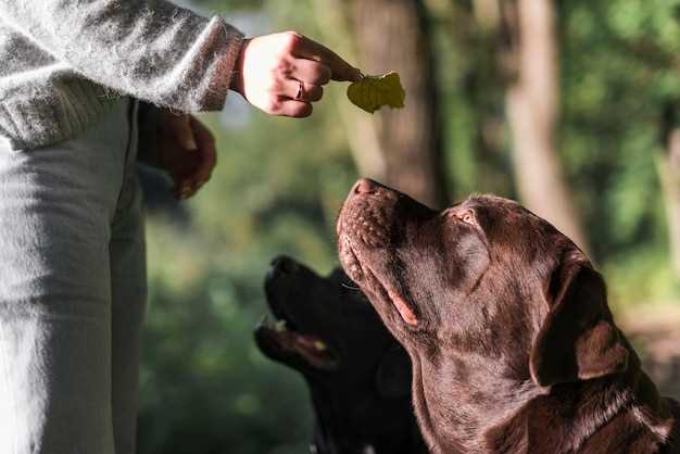 Hvordan virker hundeklokkene?