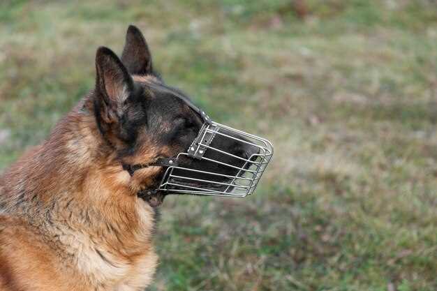 Do dog bells scare pheasants