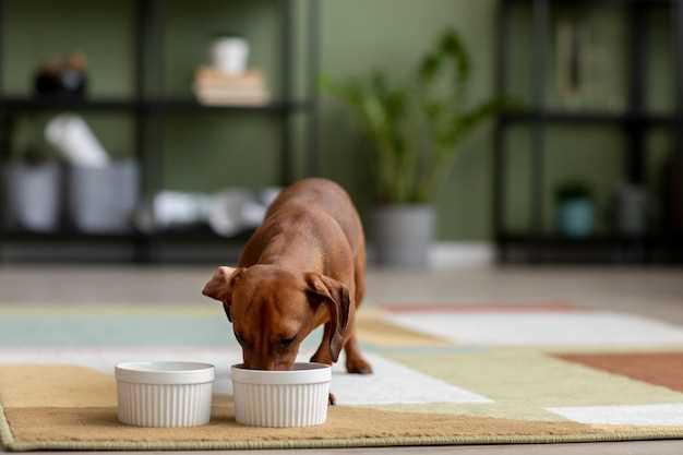 Hvordan gjenkjenne sulten hos hunder