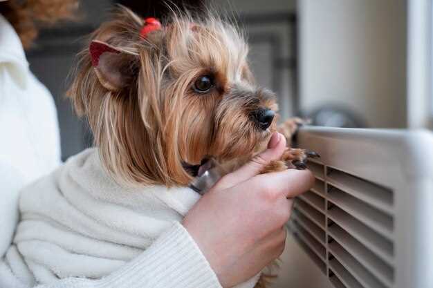 Do dogs have a smell when in heat