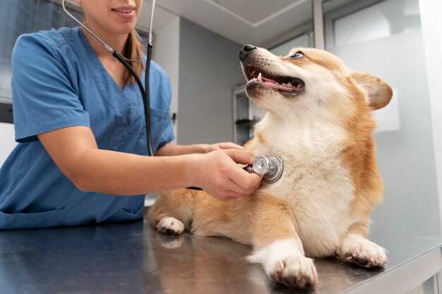 Hvordan kan du forberede deg på eventuelle vaksinasjoner eller behandlinger valpen kan få hos veterinæren?