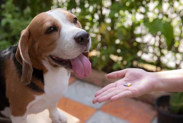 How do you take care of an orphaned puppy