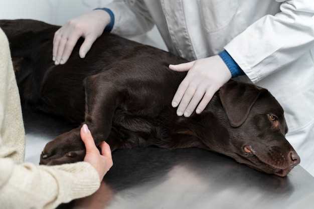 How is gastritis treated in dogs