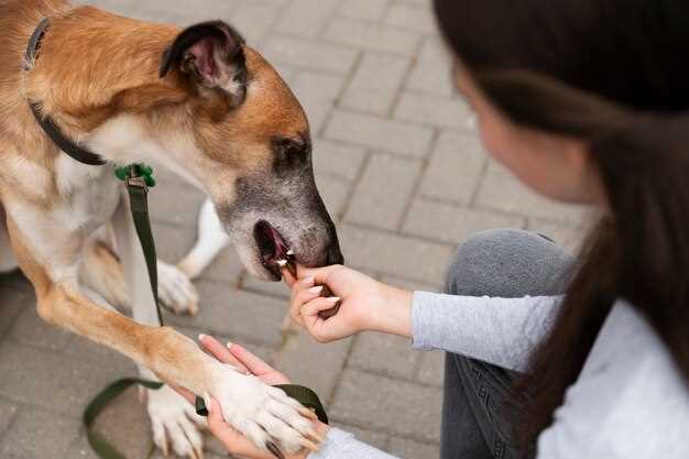 Er det farlig å gi en ung hund bein?