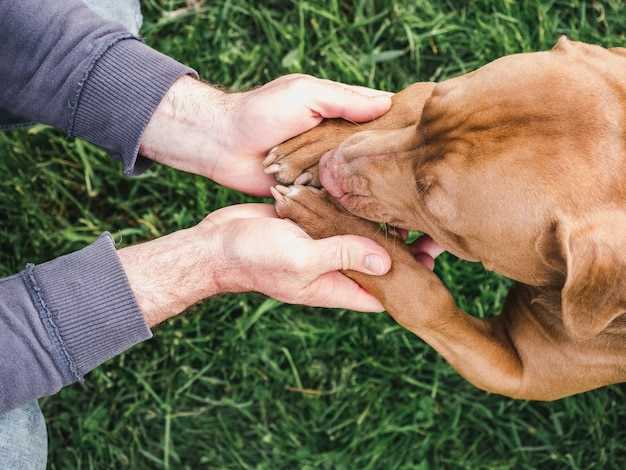 Hva er riktig alder å gi en hund bein?