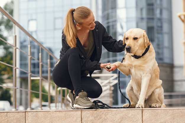 Hva er hundemerke?