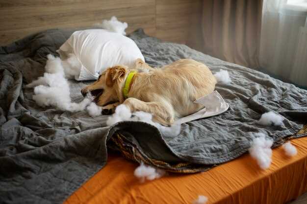 Hva sier eksperter om å sette en hund i søvn?