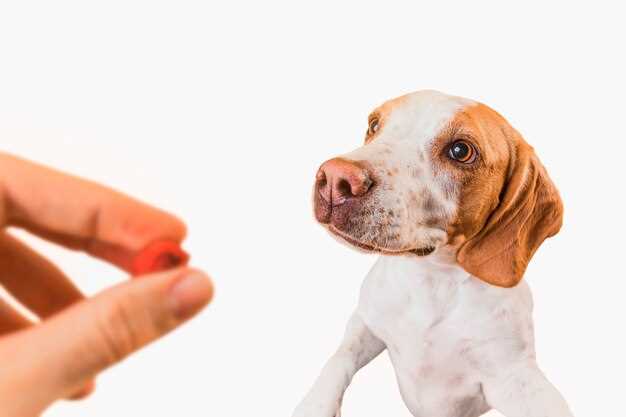Er salt og pepper skadelig for hunder?