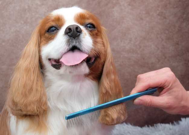 Question is it bad to shave your dogs hair