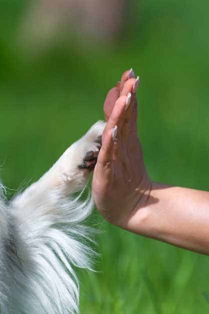 Quick answer what dogs have dew claws