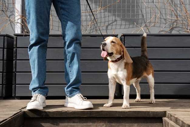 Quick answer what kind of shoes should you wear for dog walking