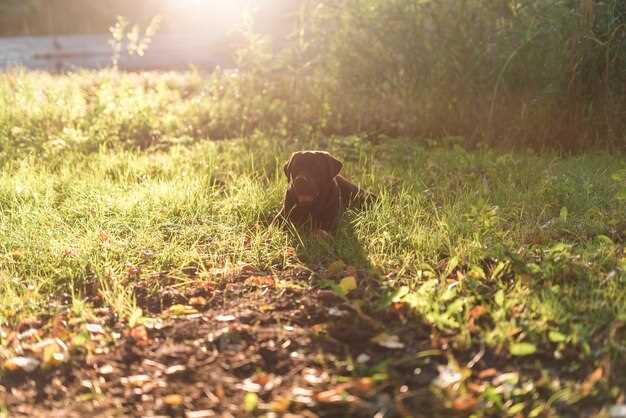 Quick answer why do puppies eat grass and dirt