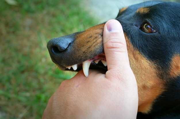 What does it mean if your dog keeps sticking his tongue out