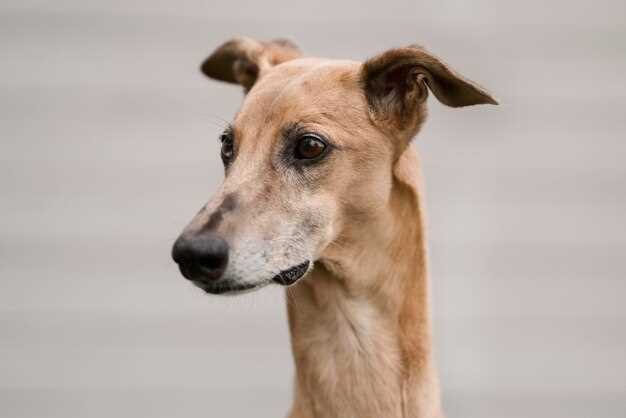 What is a small greyhound called